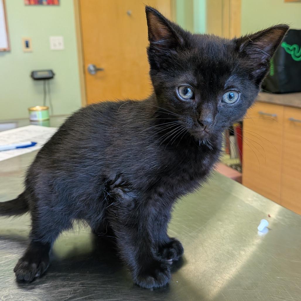 Raphael, a Adoptable Domestic Short Hair in Toledo, OH image 2/2