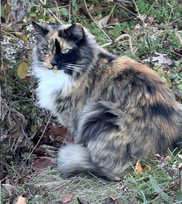 Enlarge Calli, a ADOPTABLE mixed breed in Philadelphia, PA image 2/3