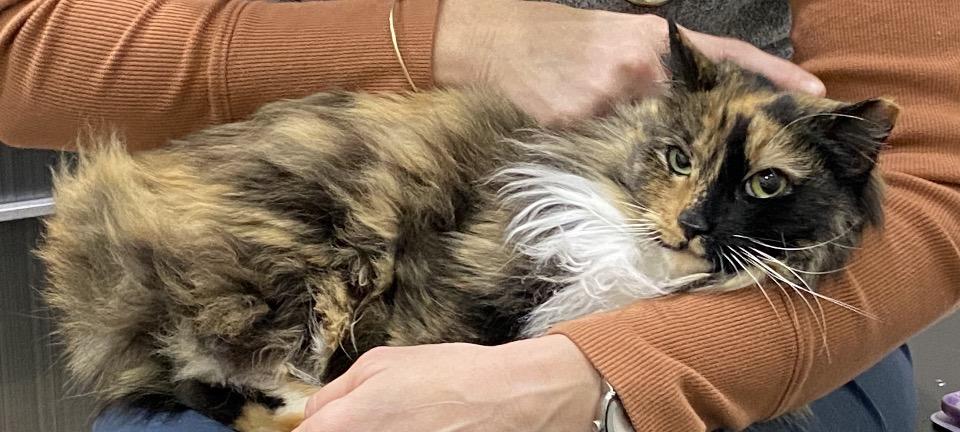 Enlarge Calli, a ADOPTABLE mixed breed in Philadelphia, PA image 3/3