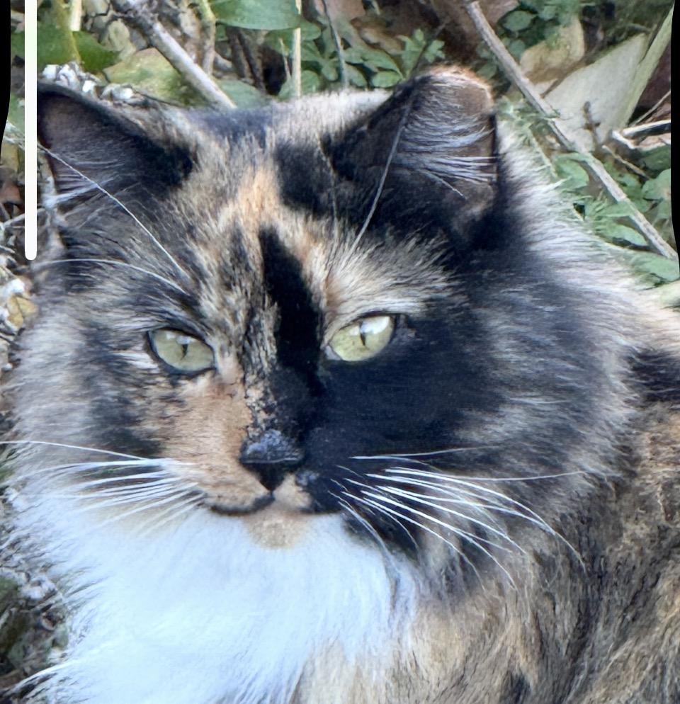 Calli, ADOPTABLE, Young Female Maine Coon.