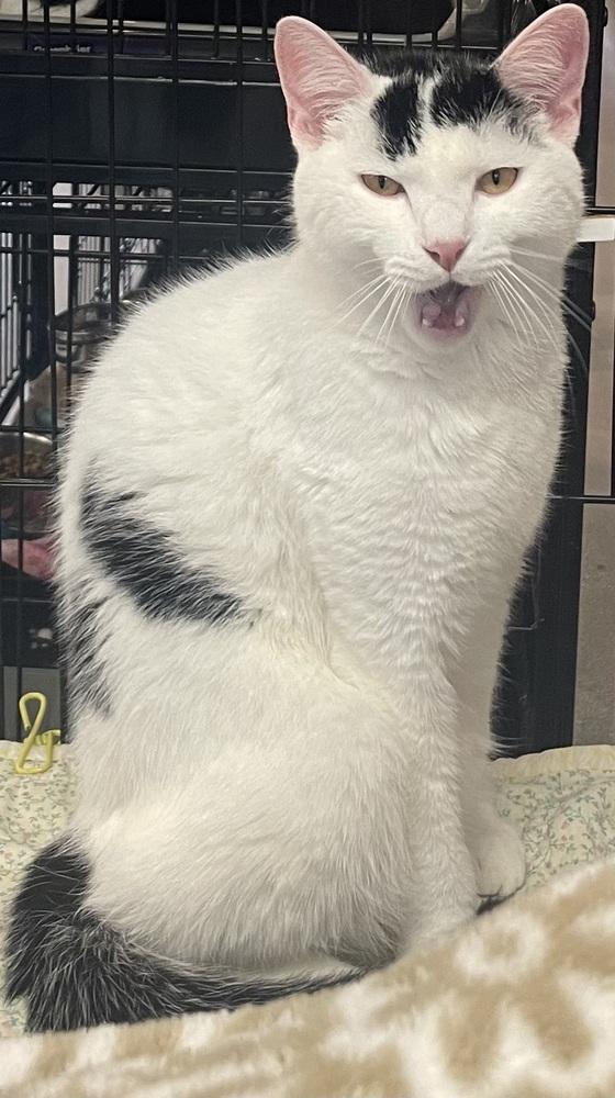 Marbles, Adoptable, Young Male Domestic Short Hair.