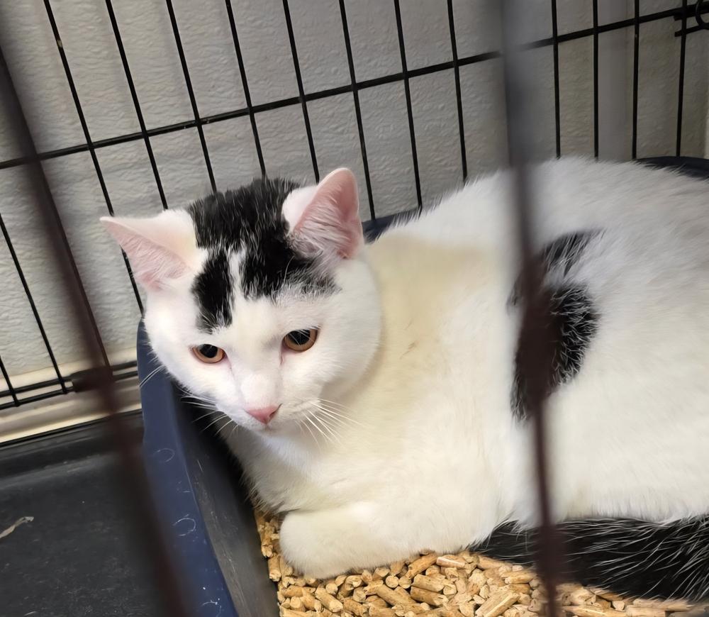 Enlarge Marbles, a Adoptable mixed breed in Southbury, CT image 2/5