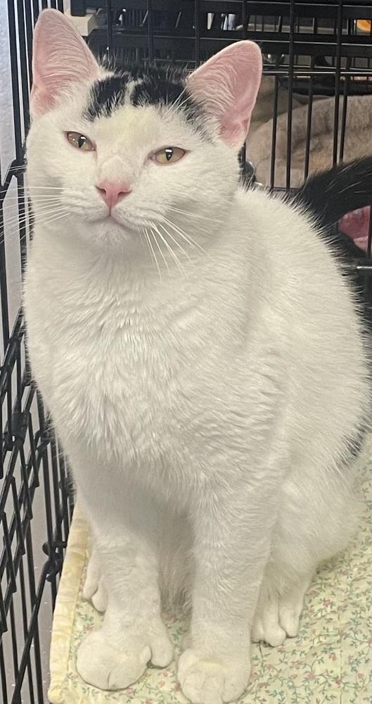 Enlarge Marbles, a Adoptable mixed breed in Southbury, CT image 3/5