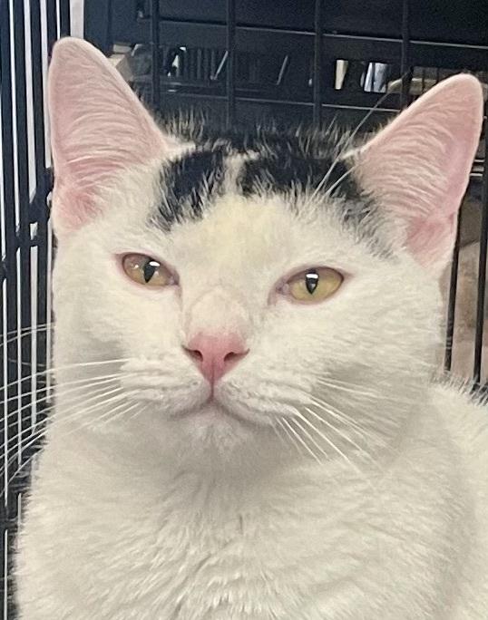 Enlarge Marbles, a Adoptable mixed breed in Southbury, CT image 4/5