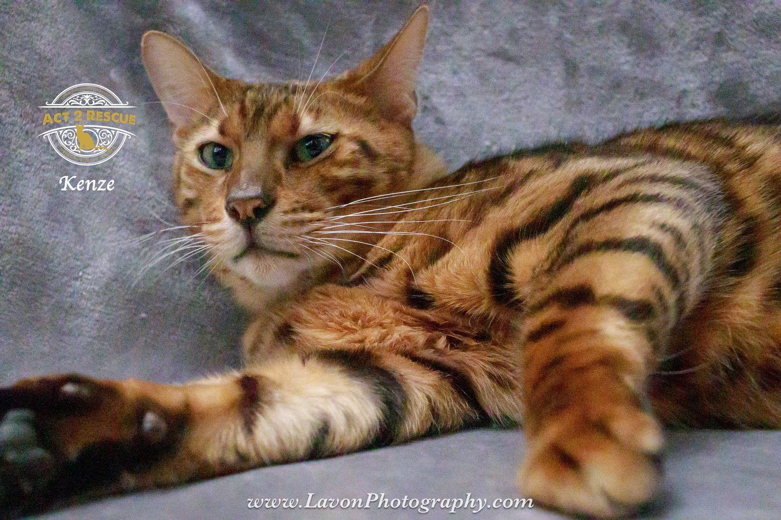 Kenze — thumbnail 2