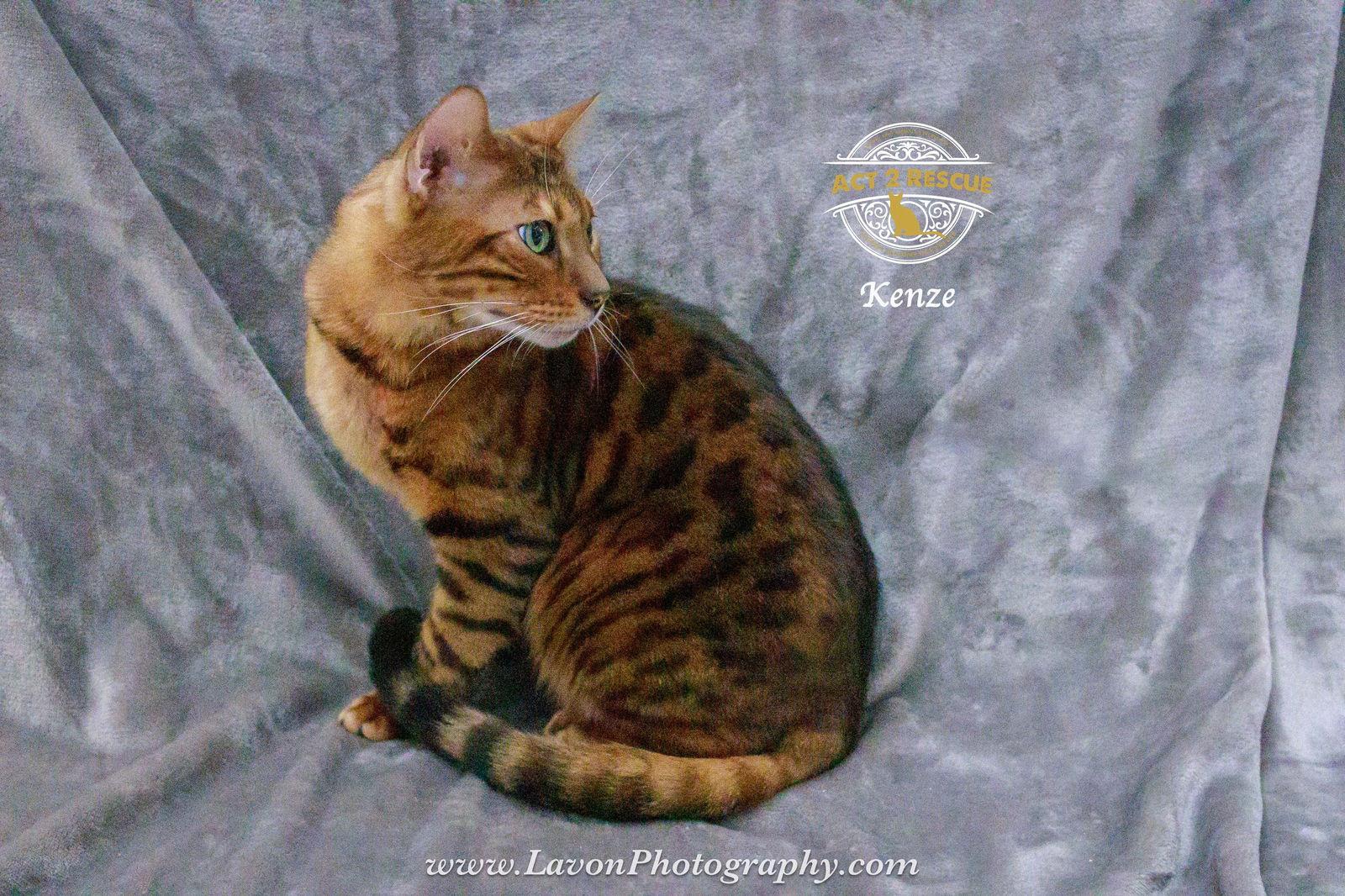 Kenze — thumbnail 3