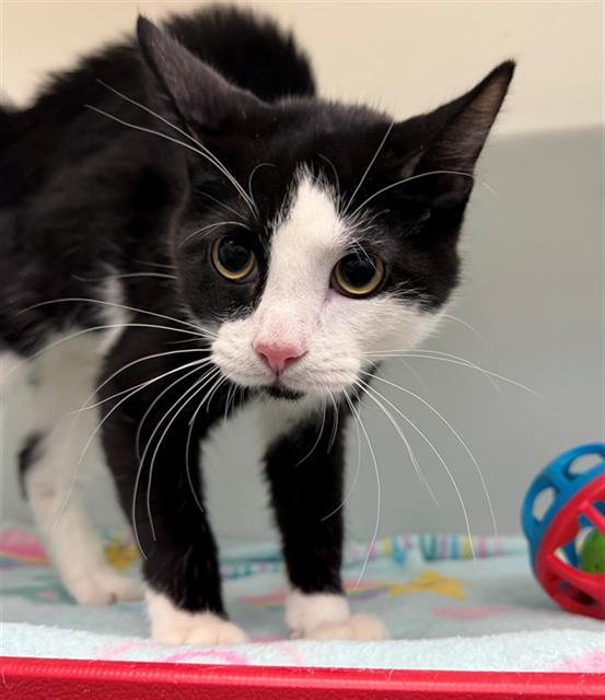 VONNIE, Adoptable, Kitten Male Domestic Medium Hair.