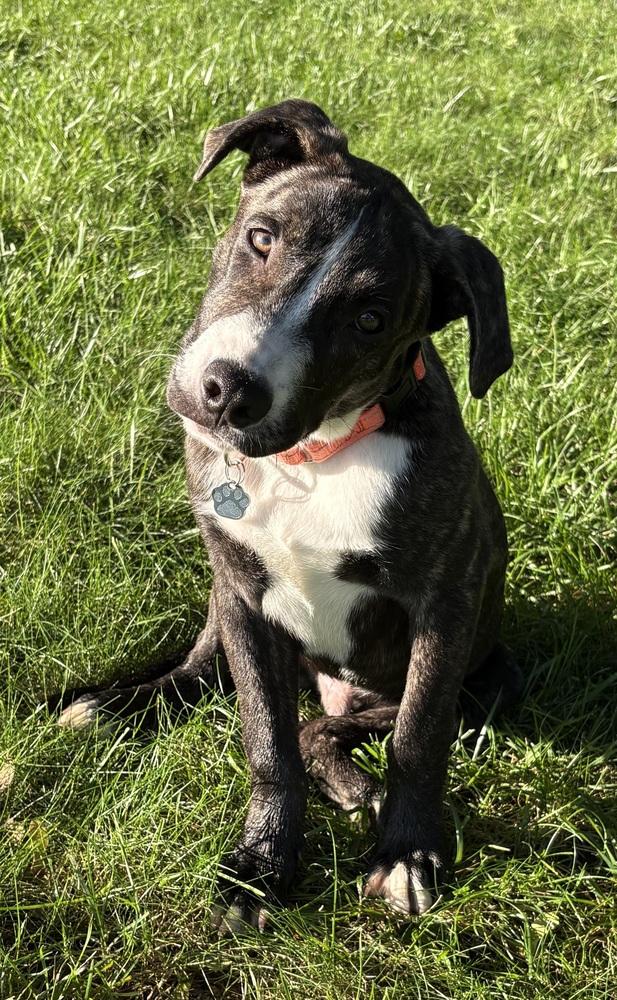Porter Wagoner, Adoptable, Puppy Male Pit Bull Terrier.