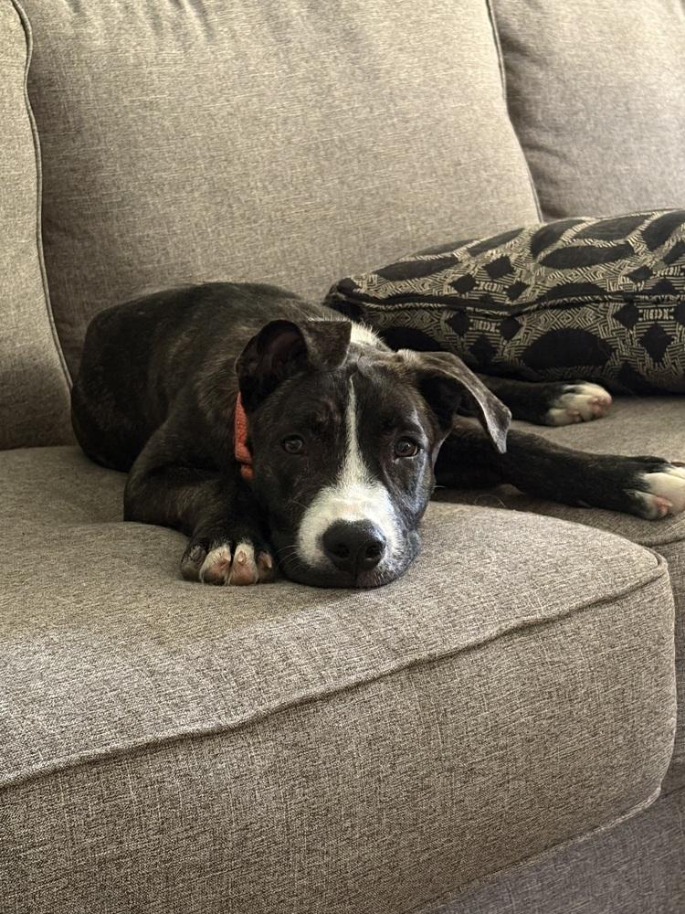 Enlarge Porter Wagoner, a Adoptable mixed breed in Mundelein, IL image 2/6