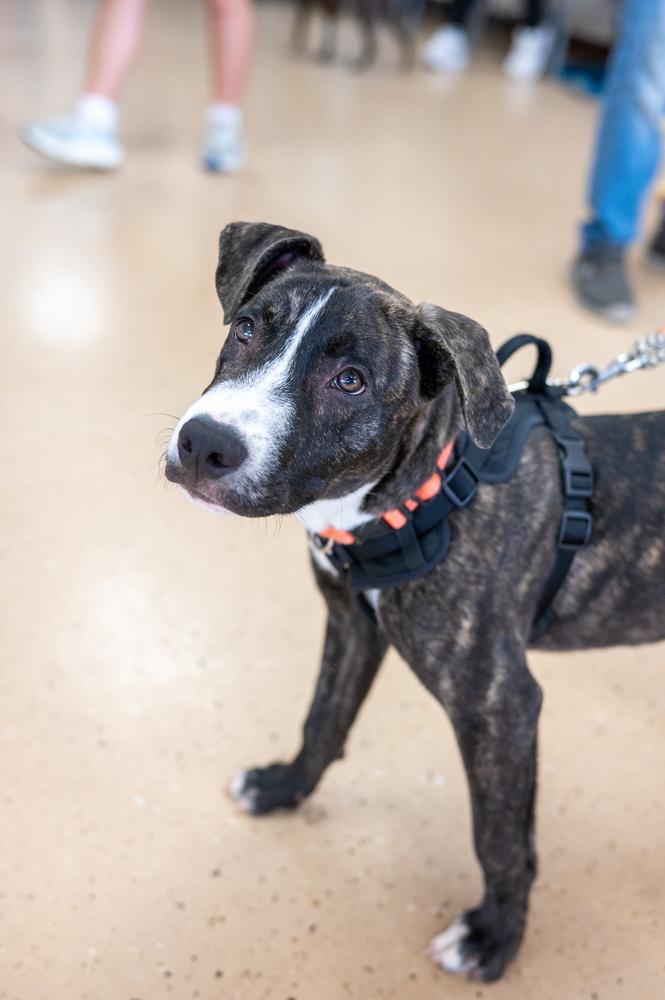 Enlarge Porter Wagoner, a Adoptable mixed breed in Mundelein, IL image 4/6