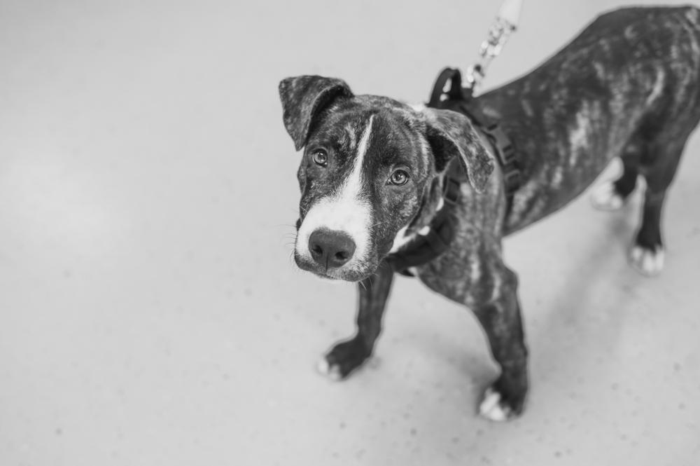 Enlarge Porter Wagoner, a Adoptable mixed breed in Mundelein, IL image 5/6