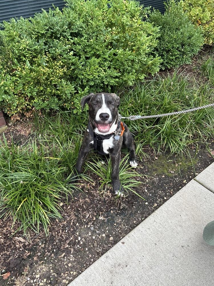 Enlarge Porter Wagoner, a Adoptable mixed breed in Mundelein, IL image 6/6