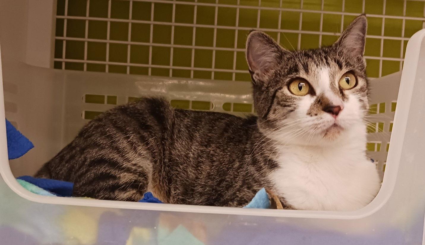 Enlarge Luna Lu, a Adoptable Tabby in Plano, TX image 1/3