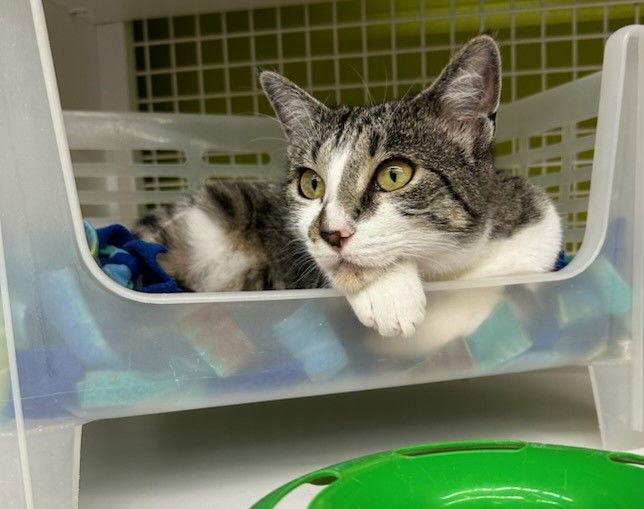 Enlarge Luna Lu, a Adoptable Tabby in Plano, TX image 2/3