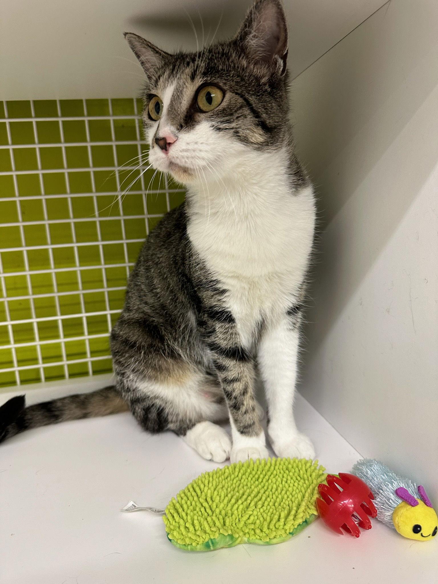 Enlarge Luna Lu, a Adoptable Tabby in Plano, TX image 3/3