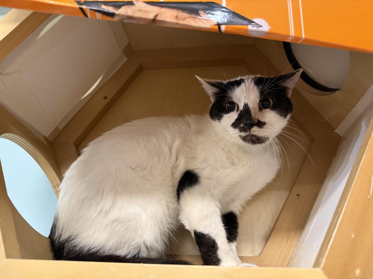 Basil Mccow, Adoptable, Senior Male Domestic Short Hair & Tuxedo.