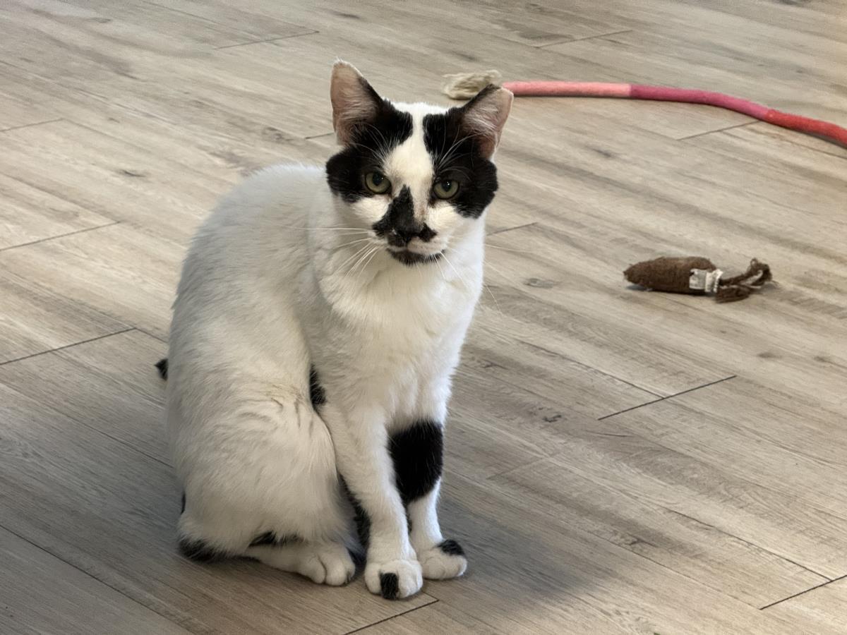 Enlarge Basil Mccow, a Adoptable mixed breed in Chandler, AZ image 2/3