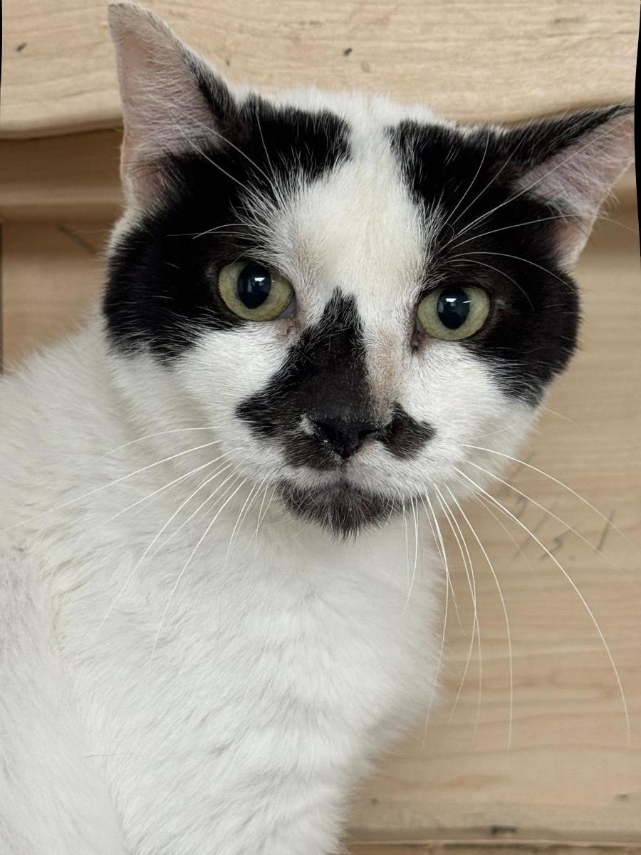Enlarge Basil Mccow, a Adoptable mixed breed in Chandler, AZ image 3/3