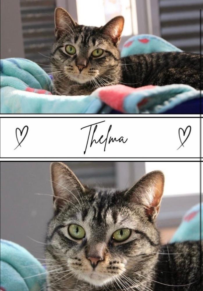 Thelma ~ Available at PetSmart Warsaw, IN!!, Adoptable, Adult Female Domestic Short Hair.
