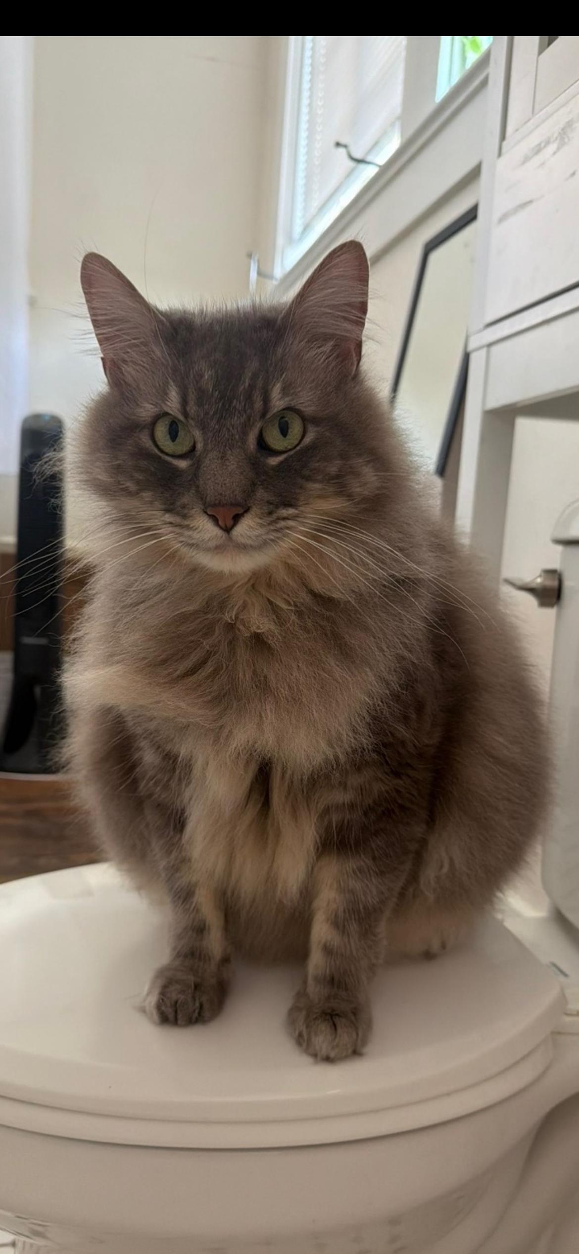 Walker, Adoptable, Adult Male Domestic Long Hair.