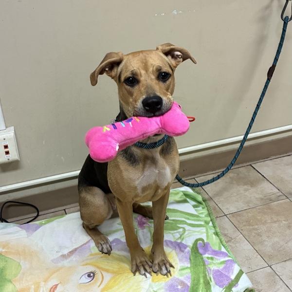 Heather (mcas), Adoptable, Young Female Mixed Breed.