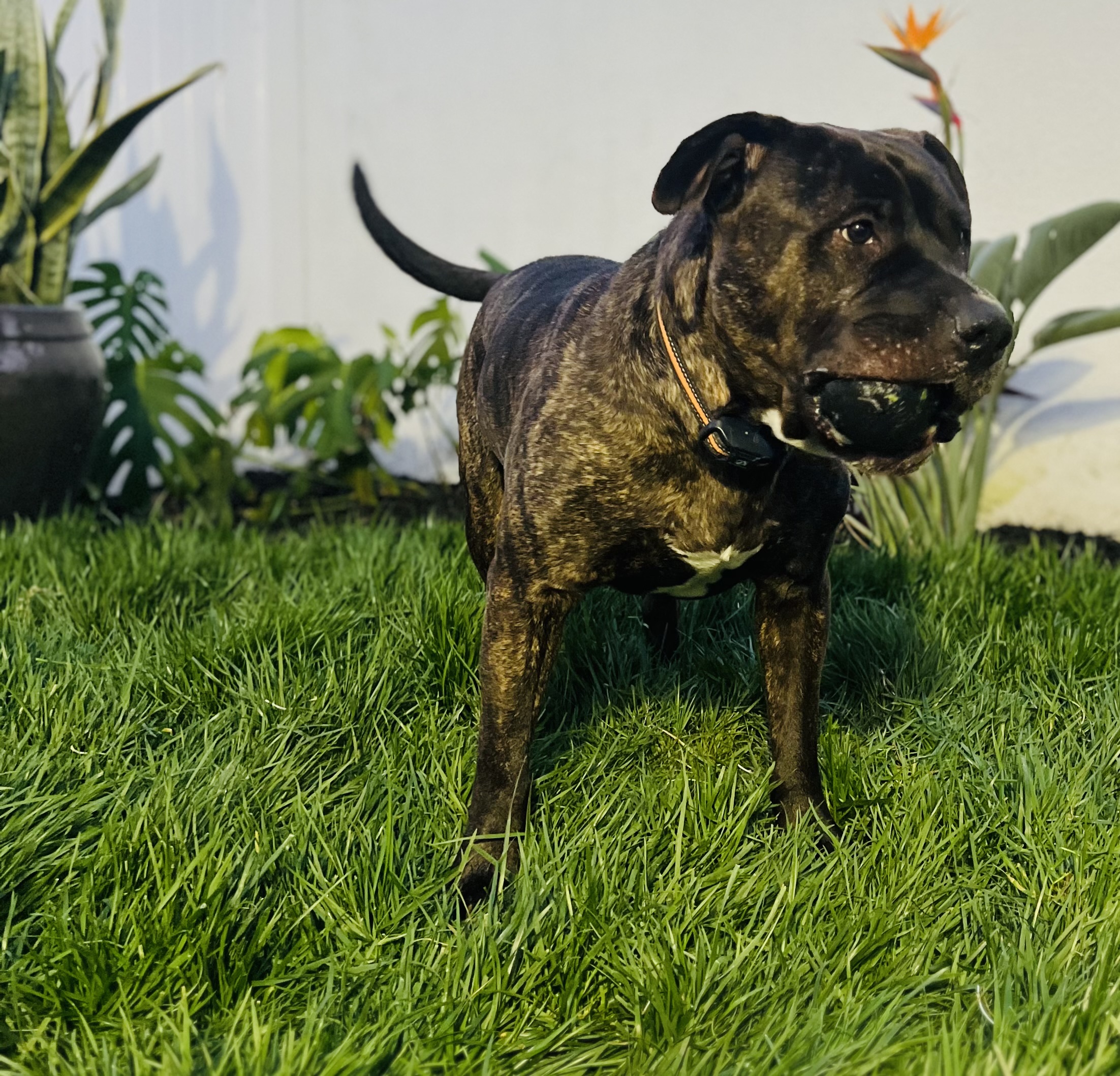 Enoki, Adopted, Adult Male American Bully.