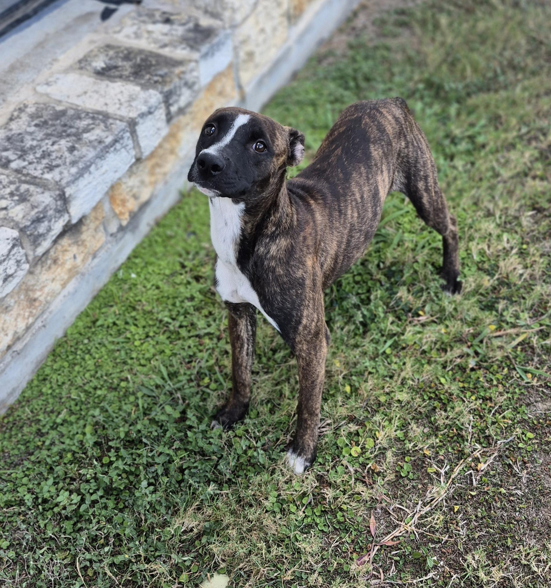 Baby, Adoptable, Young Female Mixed Breed.