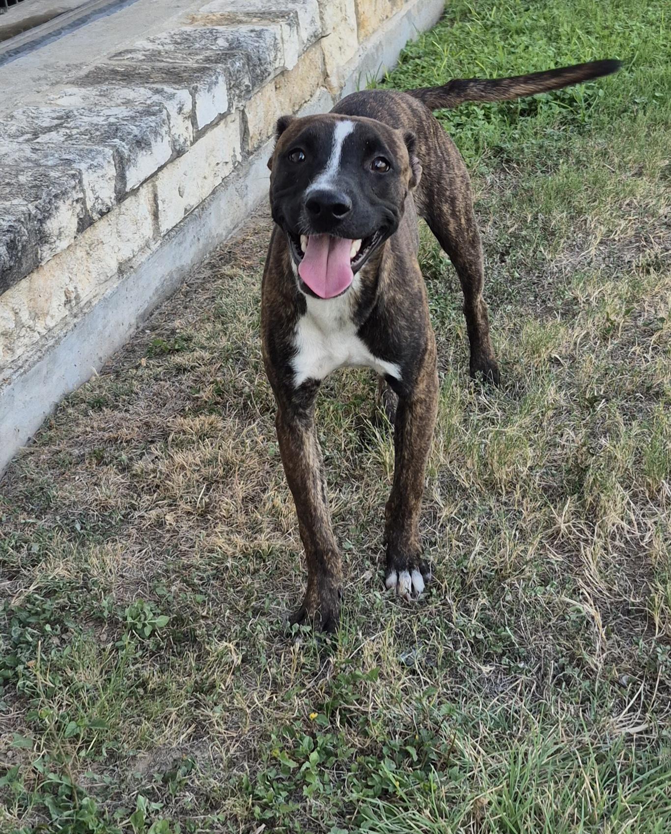 Enlarge Baby, a Adoptable Mixed Breed in Schertz, TX image 2/4