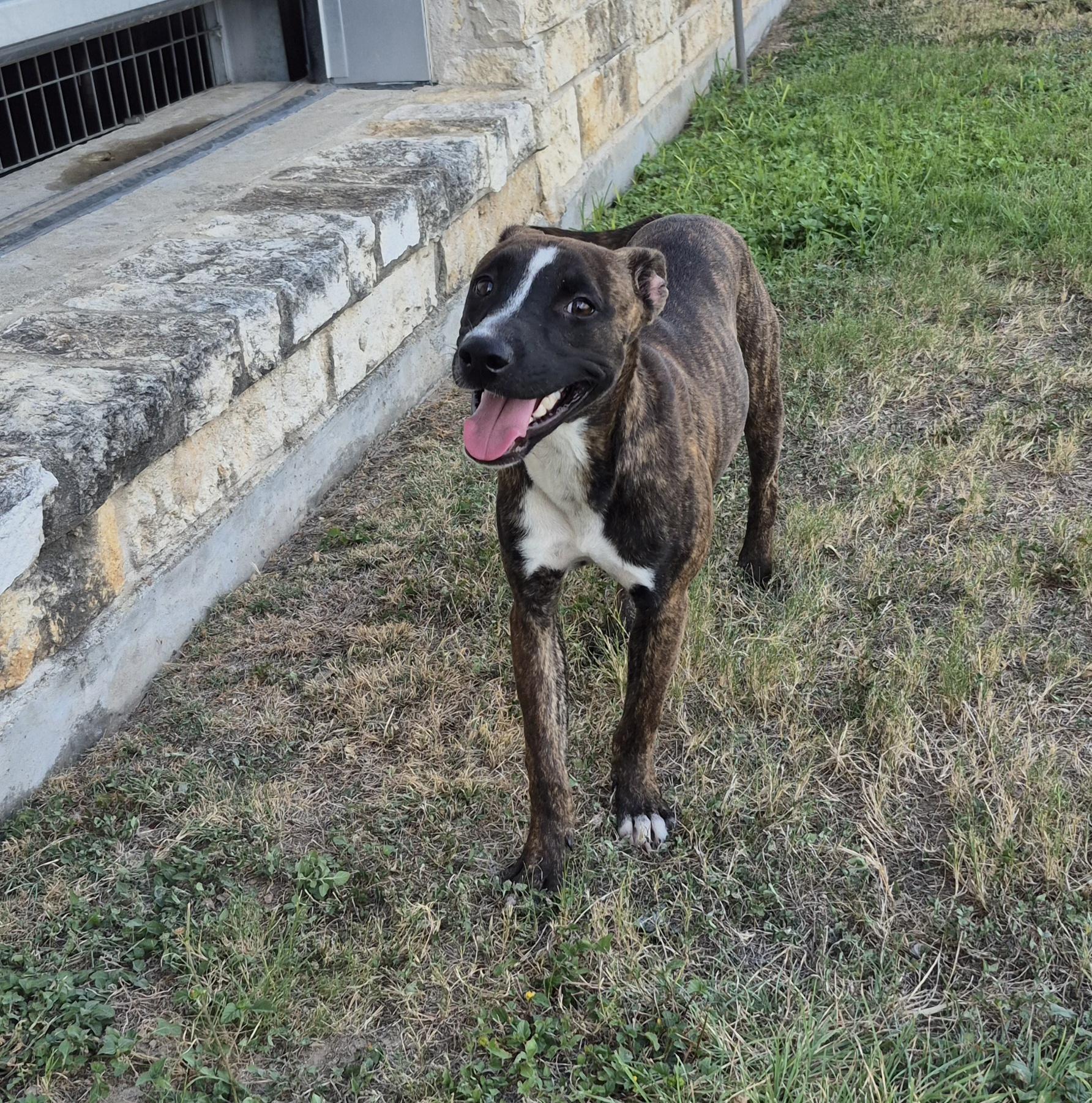 Enlarge Baby, a Adoptable Mixed Breed in Schertz, TX image 3/4