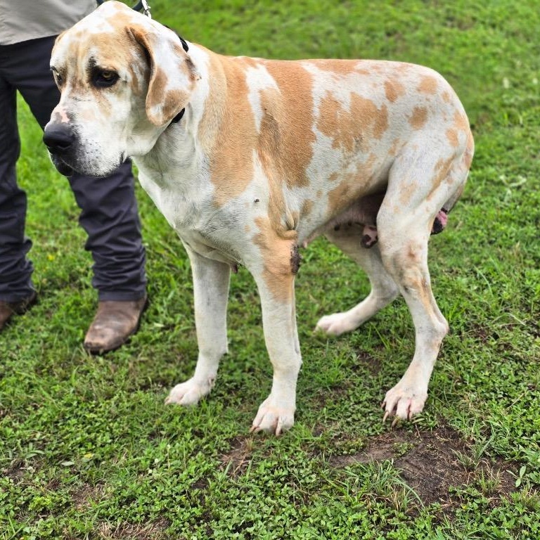 Barty, an adopted Great Dane in Port Lavaca, TX image 3/5