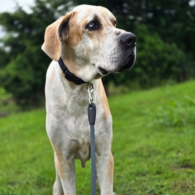 Barty, an adopted Great Dane in Port Lavaca, TX image 5/5
