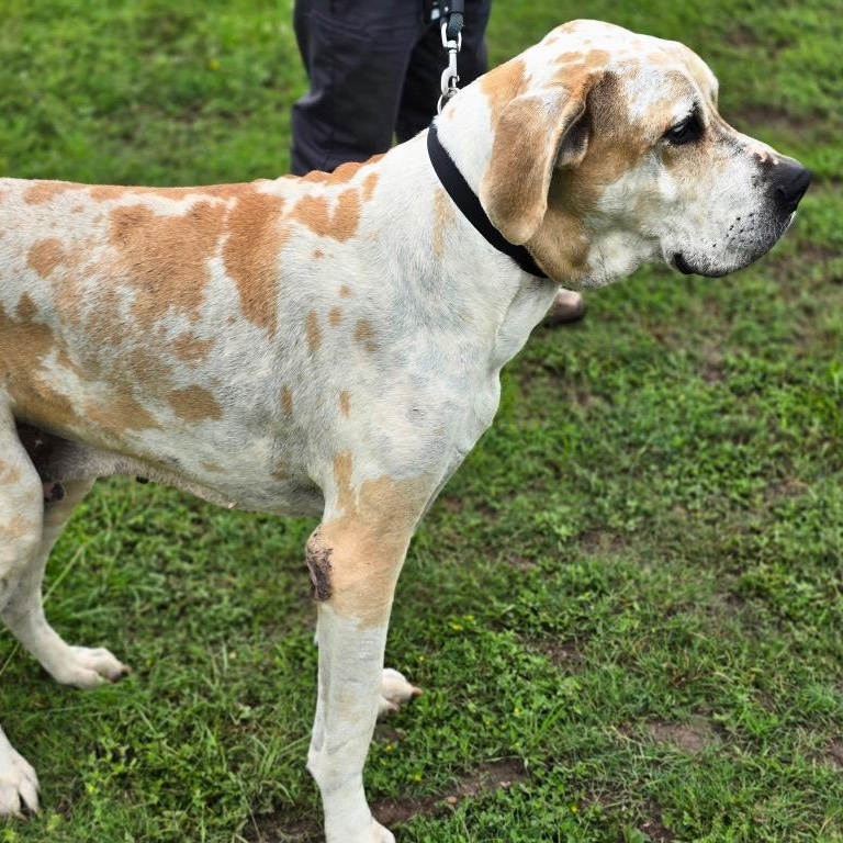 Barty, an adopted Great Dane in Port Lavaca, TX image 4/5