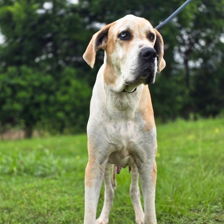 Barty, adopted, Senior Male Great Dane.