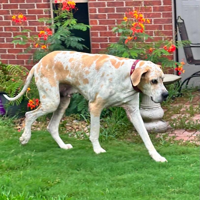 Barty, an adopted Great Dane in Port Lavaca, TX image 2/5