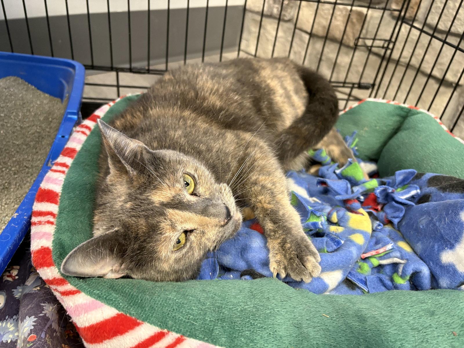 Enlarge Malibu, a Adoptable mixed breed in Georgetown, KY image 1/3