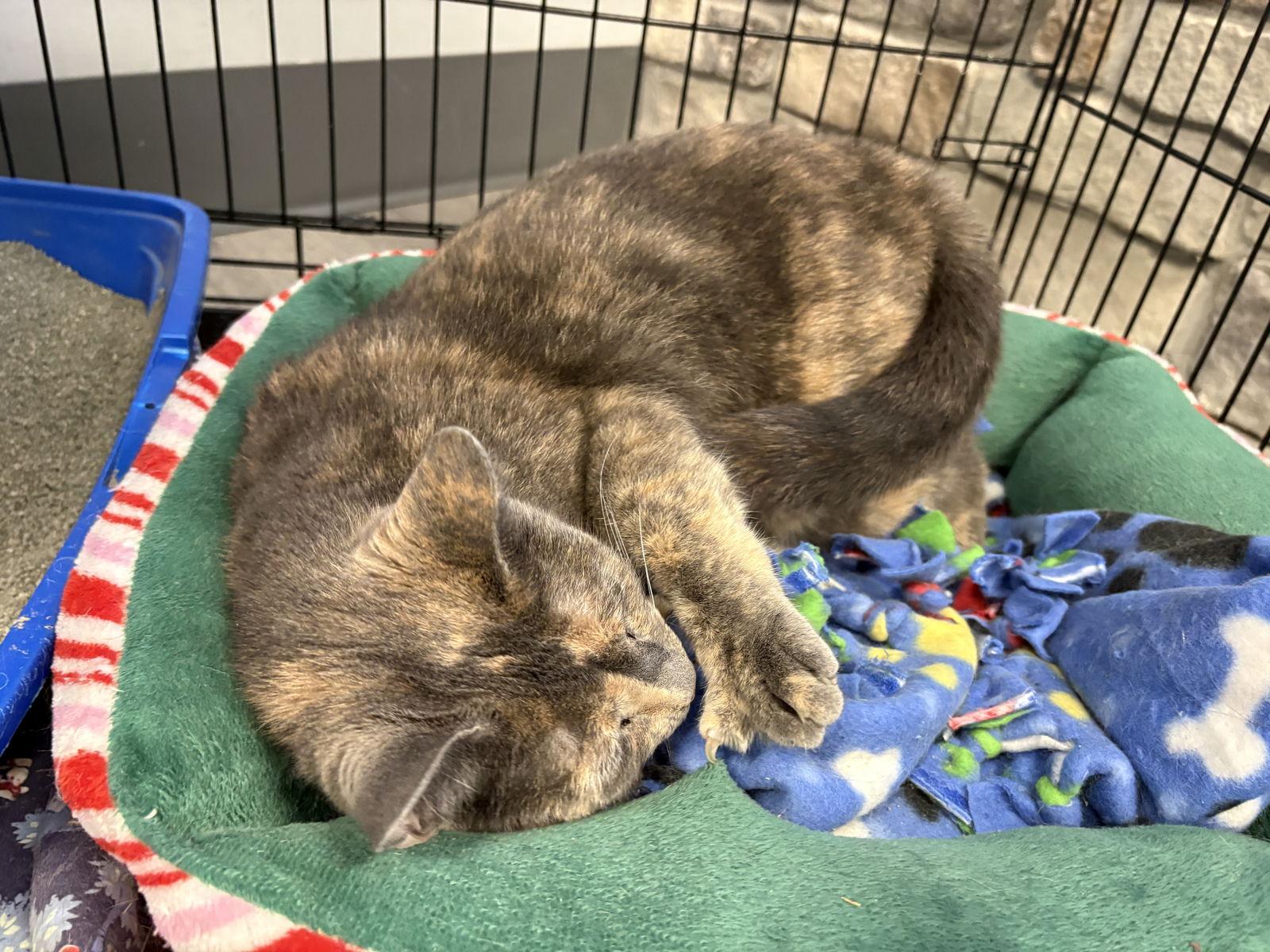 Enlarge Malibu, a Adoptable mixed breed in Georgetown, KY image 2/3