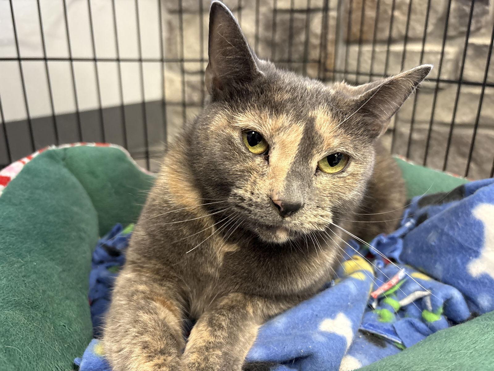 Enlarge Malibu, a Adoptable mixed breed in Georgetown, KY image 3/3