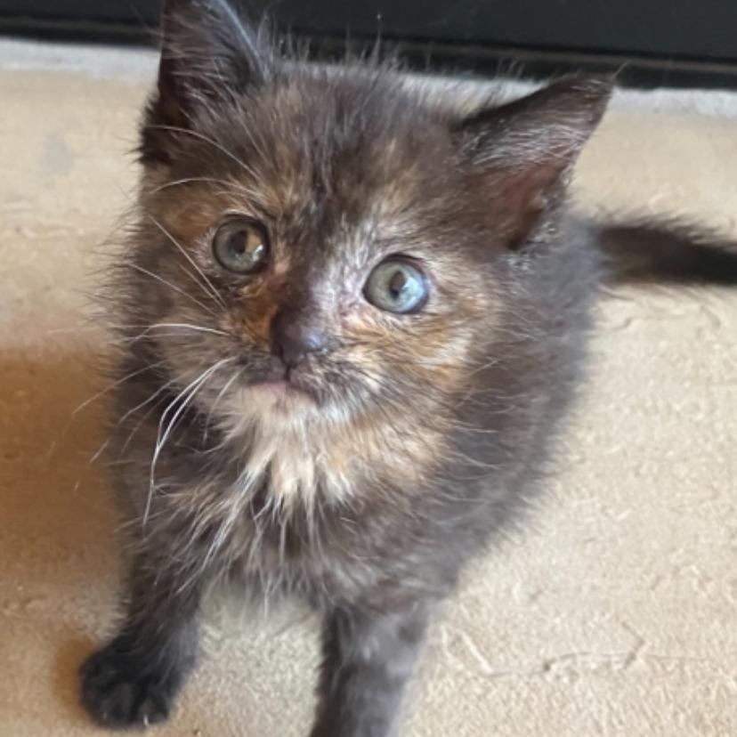 Minnie Purrl, Adoptable, Kitten Female Domestic Short Hair.