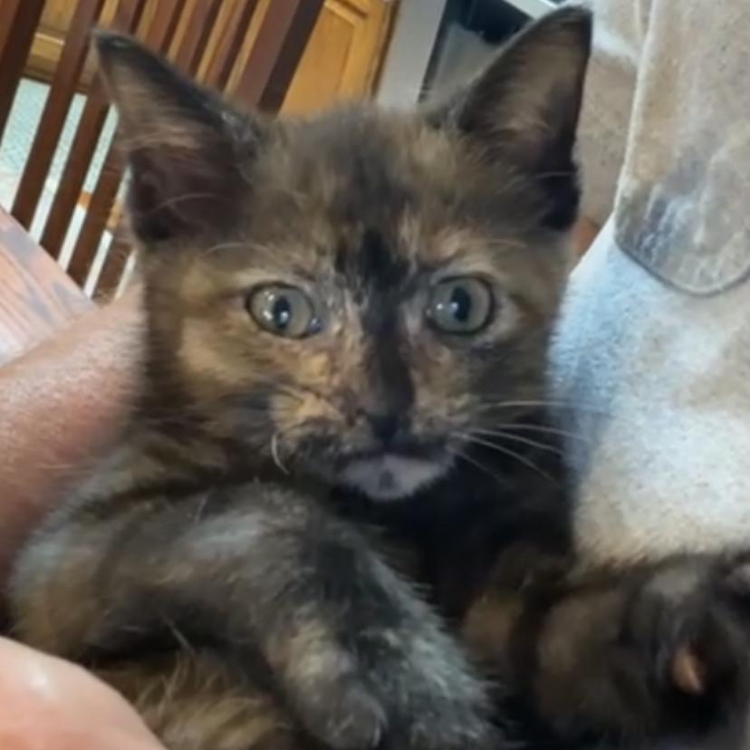 Minnie Purrl, a Adoptable Domestic Short Hair in Branson, MO image 2/6