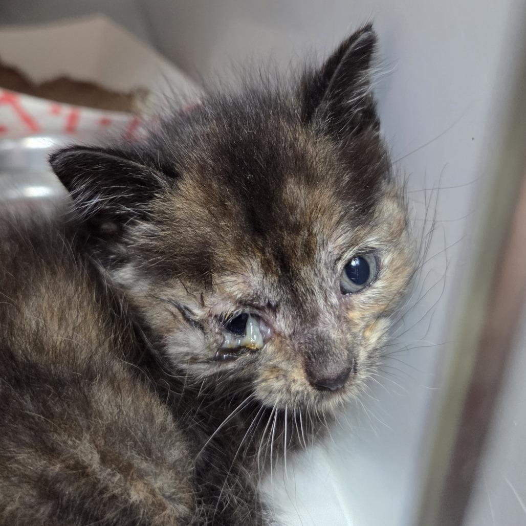 Enlarge Minnie Purrl, a Adoptable Domestic Short Hair in Branson, MO image 2/5