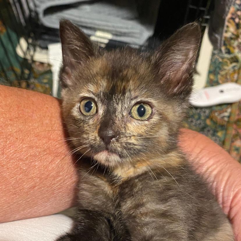 Minnie Purrl, a Adoptable Domestic Short Hair in Branson, MO image 3/6