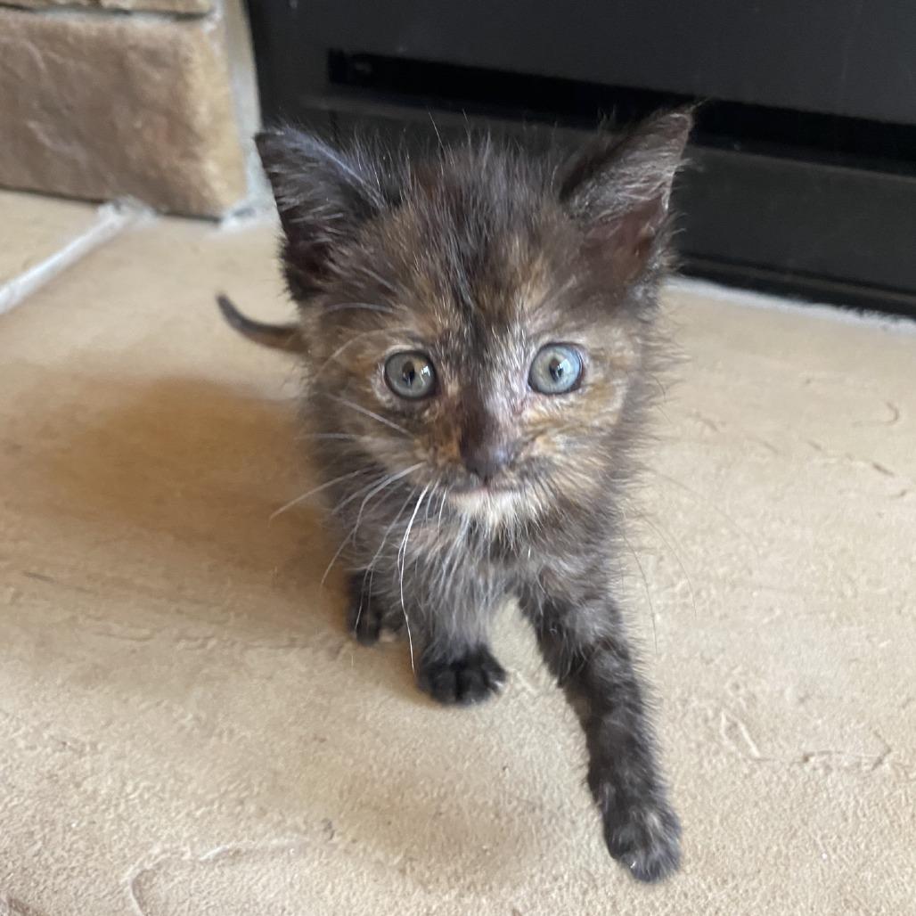 Enlarge Minnie Purrl, a Adoptable Domestic Short Hair in Branson, MO image 3/5
