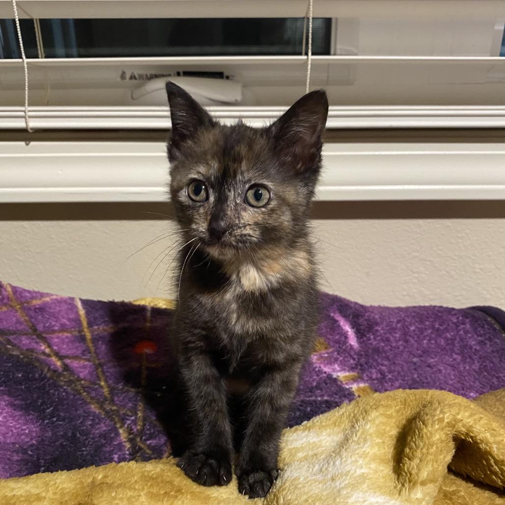 Minnie Purrl, a Adoptable Domestic Short Hair in Branson, MO image 5/6