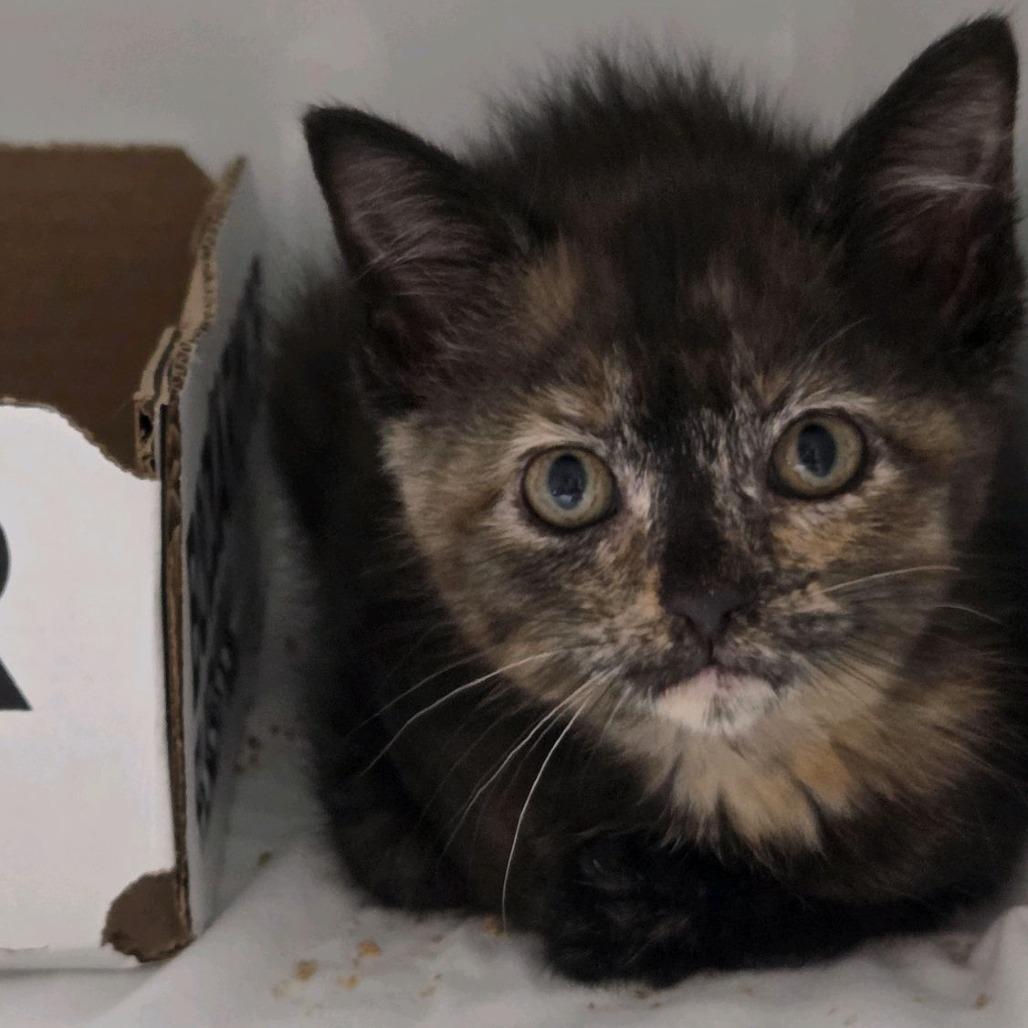 Enlarge Minnie Purrl, a Adoptable Domestic Short Hair in Branson, MO image 4/5