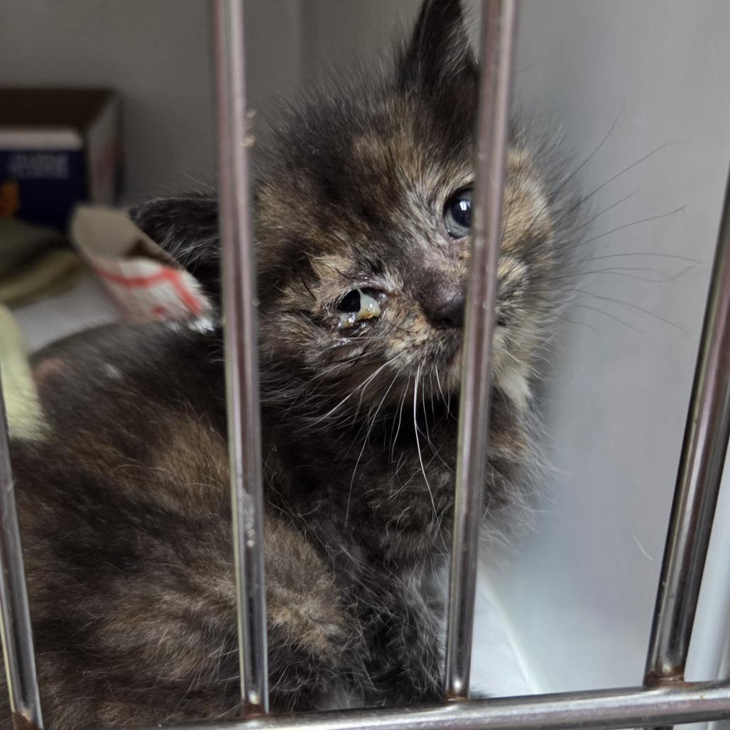Enlarge Minnie Purrl, a Adoptable Domestic Short Hair in Branson, MO image 5/5