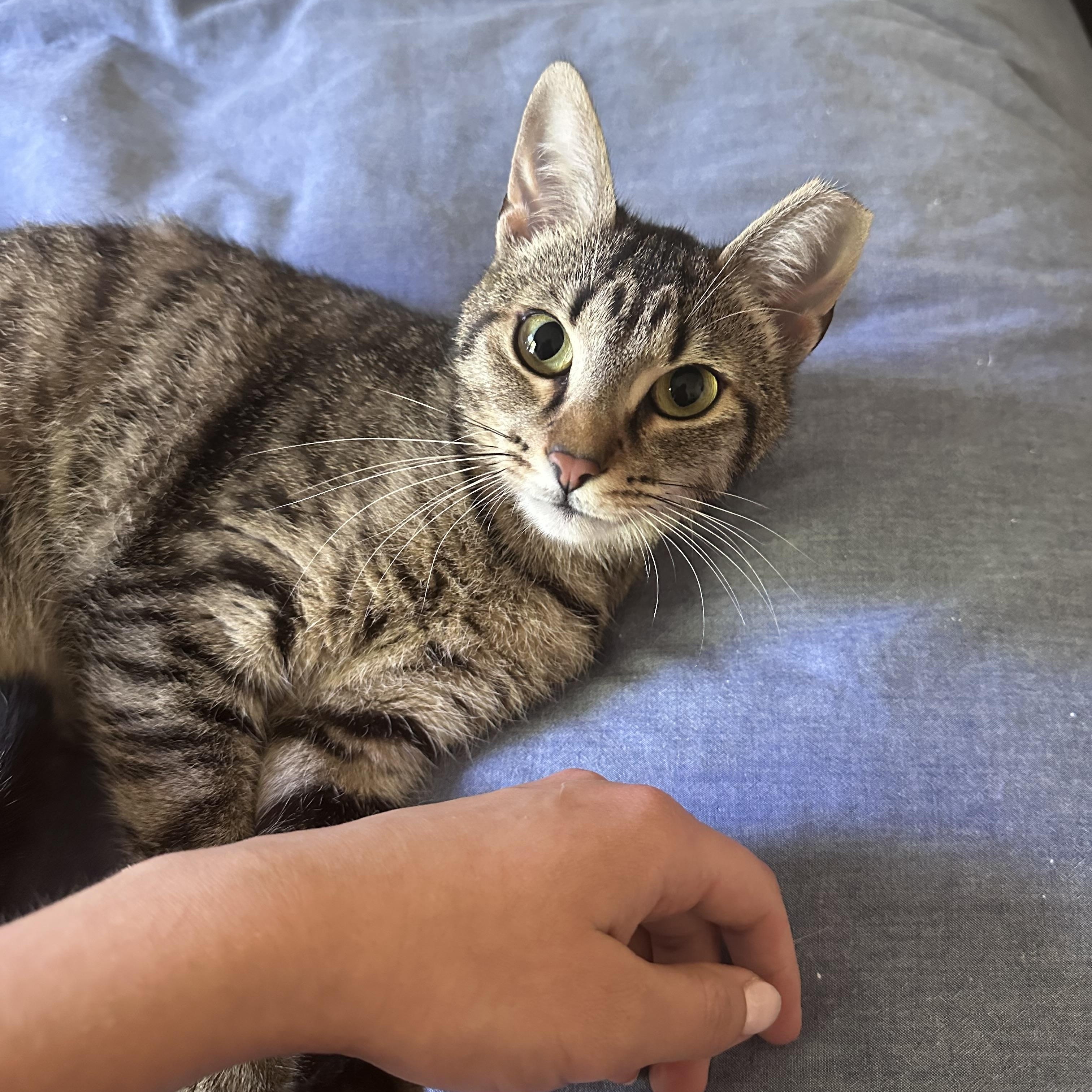 Enlarge Teddy, a ADOPTABLE Domestic Short Hair in Elk Grove, CA image 2/3