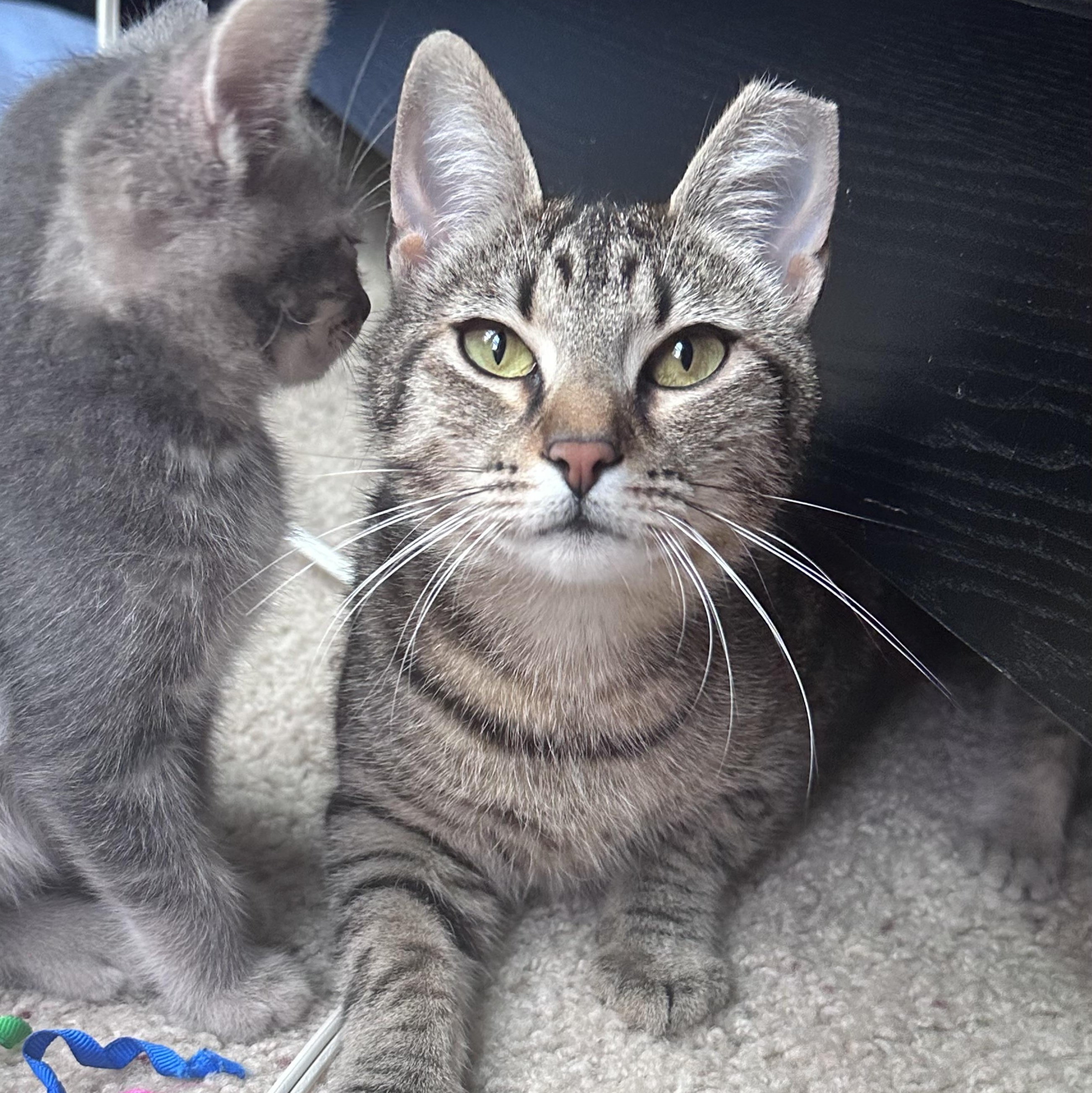 Enlarge Teddy, a ADOPTABLE Domestic Short Hair in Elk Grove, CA image 1/3