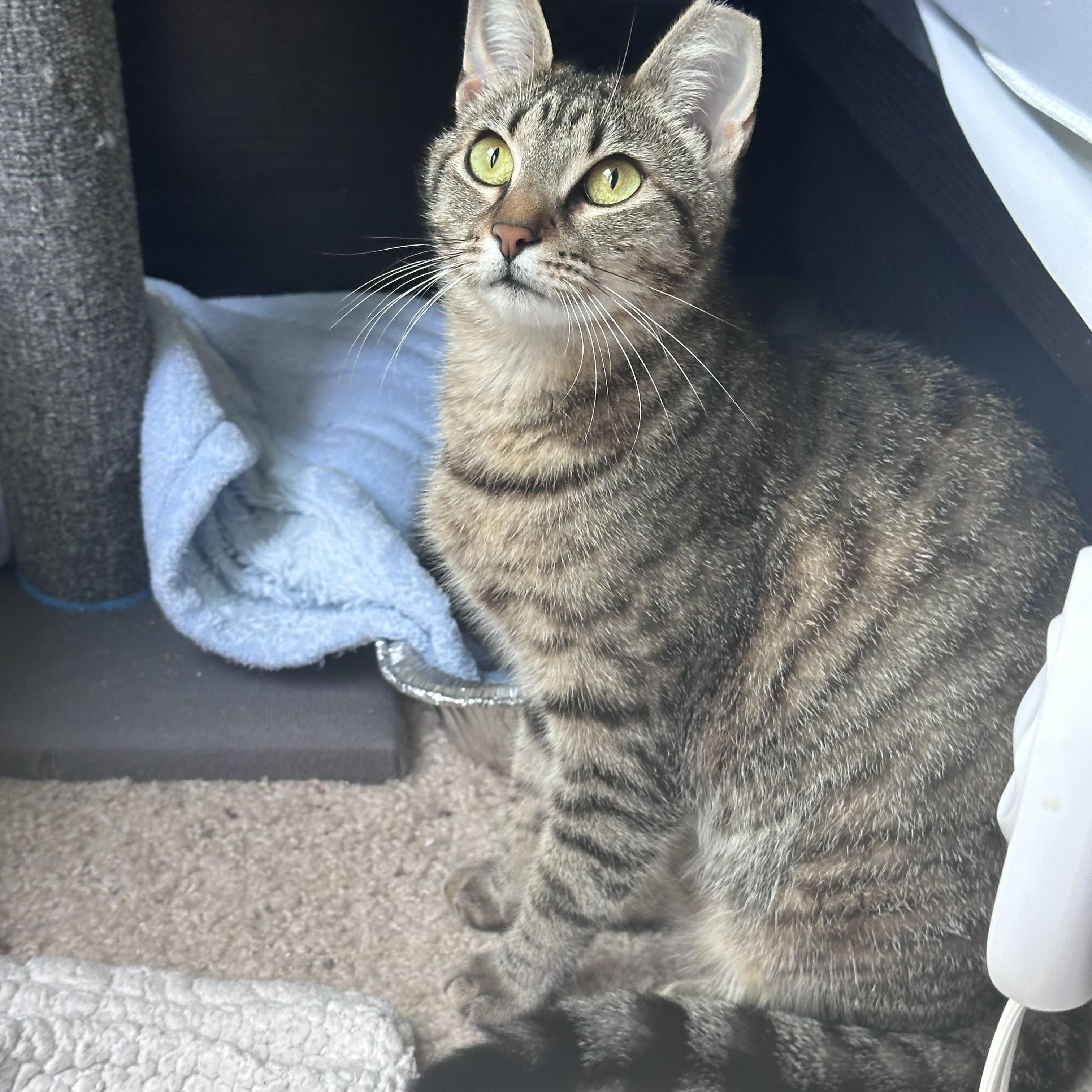 Enlarge Teddy, a ADOPTABLE Domestic Short Hair in Elk Grove, CA image 3/3