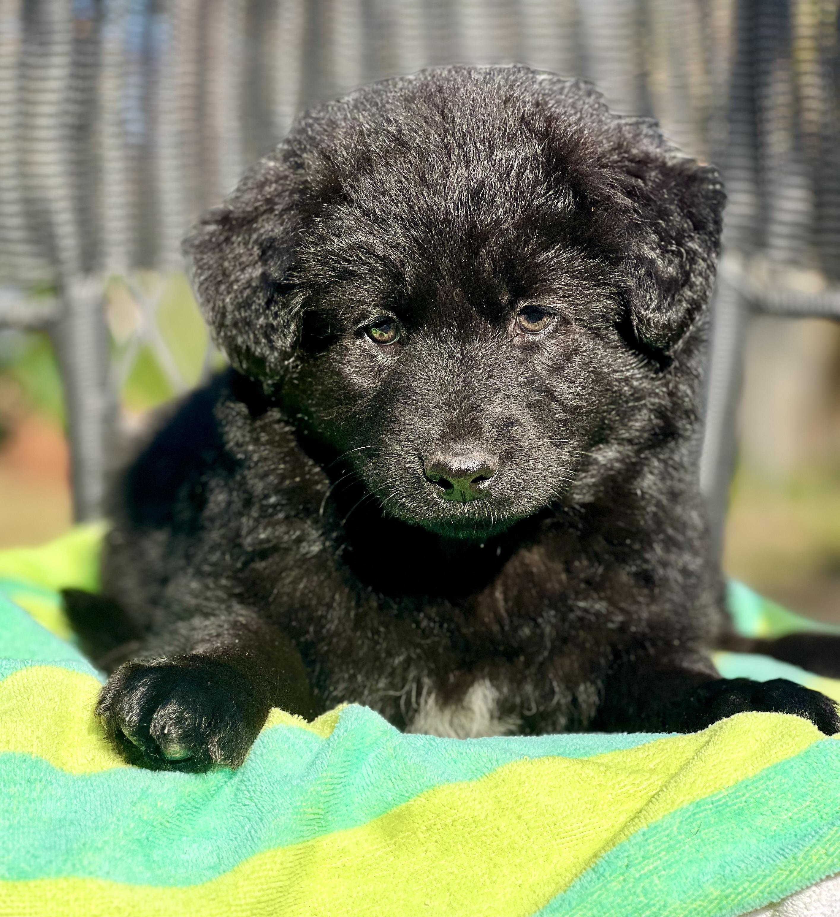 Enlarge Eddie, a ADOPTABLE mixed breed in Mt Pleasant, SC image 4/5