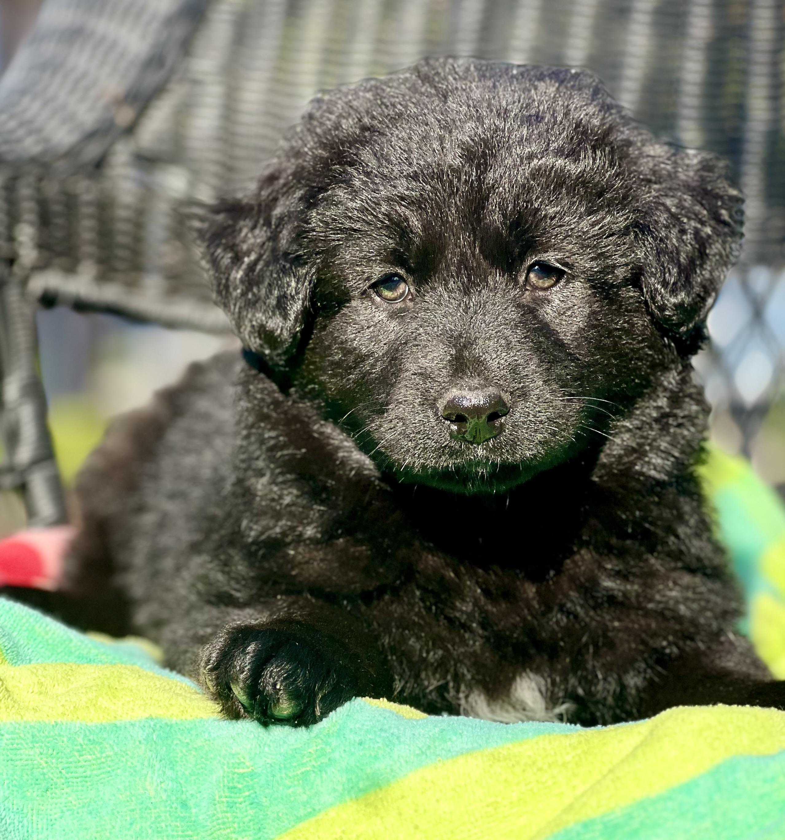 Enlarge Eddie, a ADOPTABLE mixed breed in Mt Pleasant, SC image 3/5